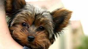 Как да изберем прякор за момичетата с кучета